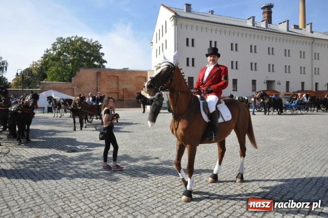 Zdjęcie w galerii na portalu naszraciborz.pl: Piękne amazonki na koniach, czyli Hubertus 2015 na polach na Ostrogu wiadomości z regionu