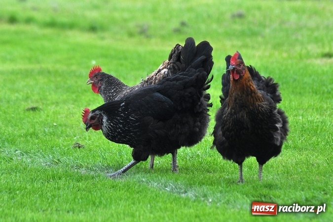 Zdjęcie w galerii na portalu naszraciborz.pl: LKS Adamowice wywiózł trzy punkty z Rudnika wiadomości z regionu