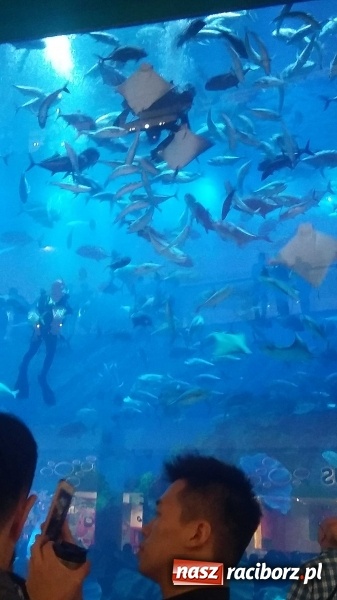 Zdjęcie w galerii na portalu naszraciborz.pl: Zesp&oacute;ł Raciborzanie w Chinach i Zjednoczonych Emiratach Arabskich wiadomości z regionu