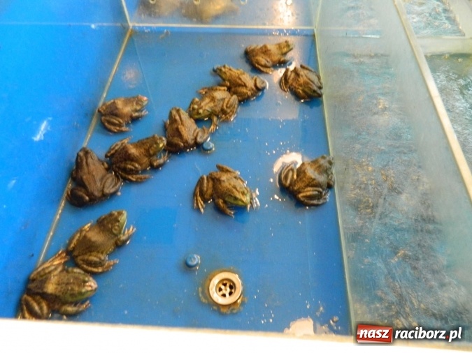 Zdjęcie w galerii na portalu naszraciborz.pl: Zesp&oacute;ł Raciborzanie w Chinach i Zjednoczonych Emiratach Arabskich wiadomości z regionu