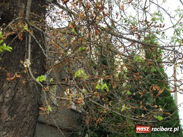 Zdjęcie w galerii na portalu naszraciborz.pl: Kasztan zakwitł, choć to nie maj… wiadomości z regionu