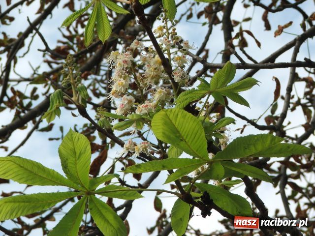 Zdjęcie w galerii na portalu naszraciborz.pl: Kasztan zakwitł, choć to nie maj… wiadomości z regionu