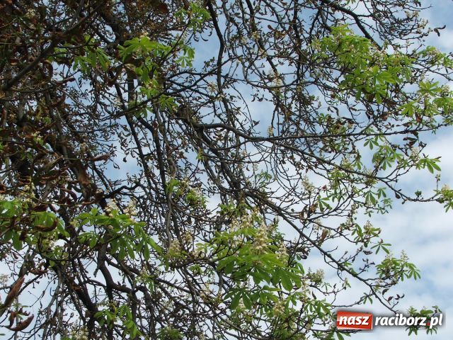 Zdjęcie w galerii na portalu naszraciborz.pl: Kasztan zakwitł, choć to nie maj… wiadomości z regionu