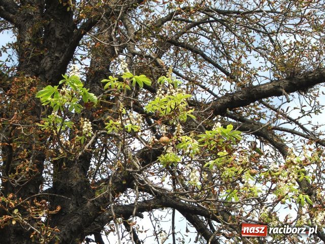 Zdjęcie w galerii na portalu naszraciborz.pl: Kasztan zakwitł, choć to nie maj… wiadomości z regionu
