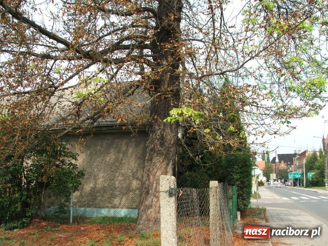 Zdjęcie w galerii na portalu naszraciborz.pl: Kasztan zakwitł, choć to nie maj… wiadomości z regionu