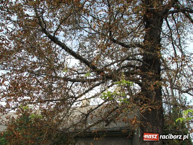 Zdjęcie w galerii na portalu naszraciborz.pl: Kasztan zakwitł, choć to nie maj… wiadomości z regionu