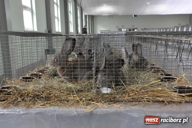 Zdjęcie w galerii na portalu naszraciborz.pl: Pietrowice Wielkie zapraszają na wystawę drobnego inwentarza wiadomości z regionu