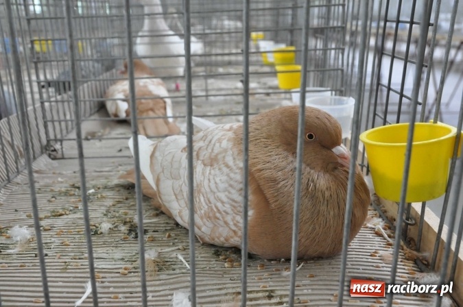 Zdjęcie w galerii na portalu naszraciborz.pl: Pietrowice Wielkie zapraszają na wystawę drobnego inwentarza wiadomości z regionu