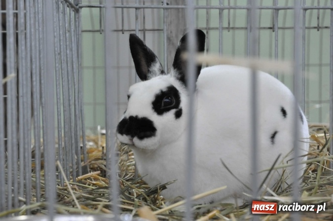 Zdjęcie w galerii na portalu naszraciborz.pl: Pietrowice Wielkie zapraszają na wystawę drobnego inwentarza wiadomości z regionu