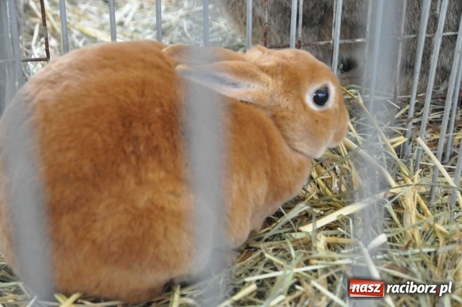 Zdjęcie w galerii na portalu naszraciborz.pl: Pietrowice Wielkie zapraszają na wystawę drobnego inwentarza wiadomości z regionu