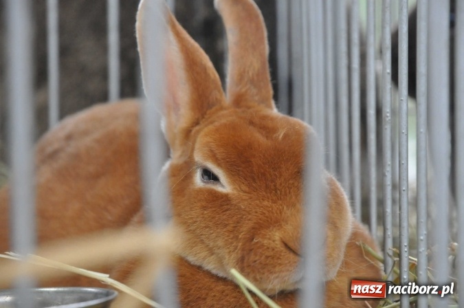 Zdjęcie w galerii na portalu naszraciborz.pl: Pietrowice Wielkie zapraszają na wystawę drobnego inwentarza wiadomości z regionu
