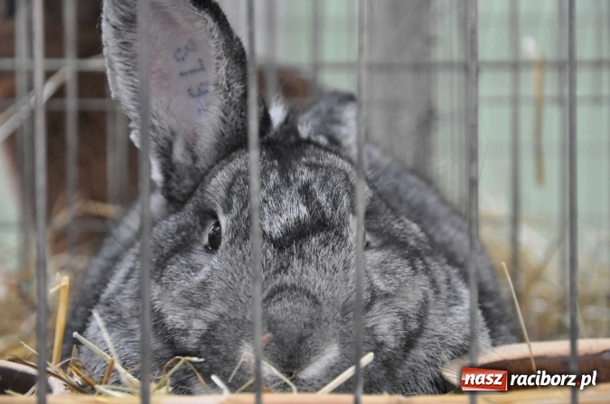 Zdjęcie w galerii na portalu naszraciborz.pl: Pietrowice Wielkie zapraszają na wystawę drobnego inwentarza wiadomości z regionu