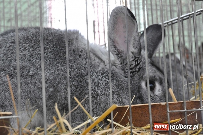 Zdjęcie w galerii na portalu naszraciborz.pl: Pietrowice Wielkie zapraszają na wystawę drobnego inwentarza wiadomości z regionu
