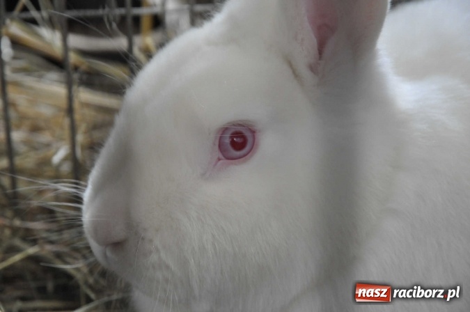 Zdjęcie w galerii na portalu naszraciborz.pl: Pietrowice Wielkie zapraszają na wystawę drobnego inwentarza wiadomości z regionu