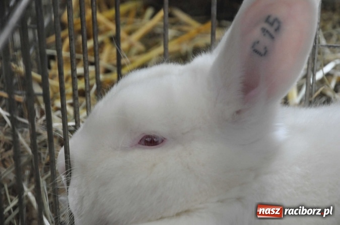 Zdjęcie w galerii na portalu naszraciborz.pl: Pietrowice Wielkie zapraszają na wystawę drobnego inwentarza wiadomości z regionu