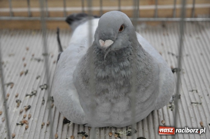 Zdjęcie w galerii na portalu naszraciborz.pl: Pietrowice Wielkie zapraszają na wystawę drobnego inwentarza wiadomości z regionu