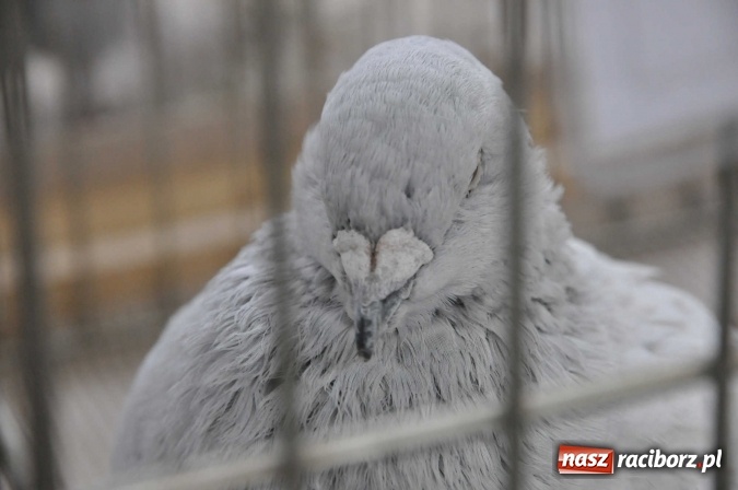 Zdjęcie w galerii na portalu naszraciborz.pl: Pietrowice Wielkie zapraszają na wystawę drobnego inwentarza wiadomości z regionu
