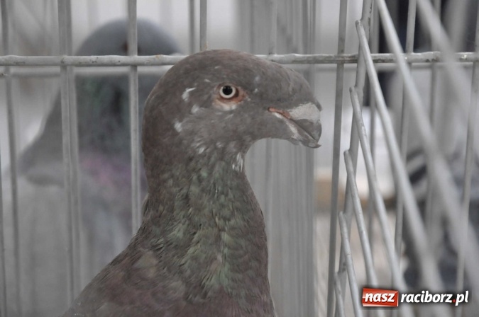 Zdjęcie w galerii na portalu naszraciborz.pl: Pietrowice Wielkie zapraszają na wystawę drobnego inwentarza wiadomości z regionu