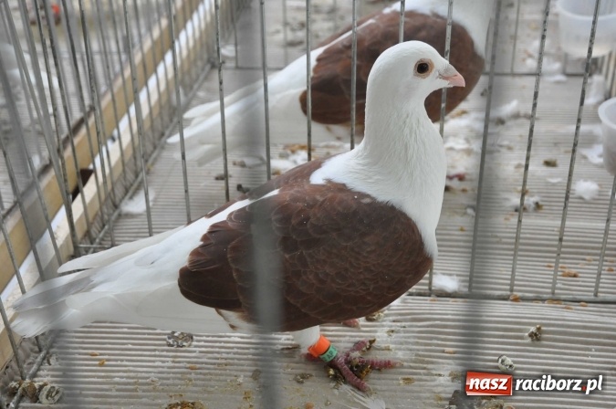 Zdjęcie w galerii na portalu naszraciborz.pl: Pietrowice Wielkie zapraszają na wystawę drobnego inwentarza wiadomości z regionu