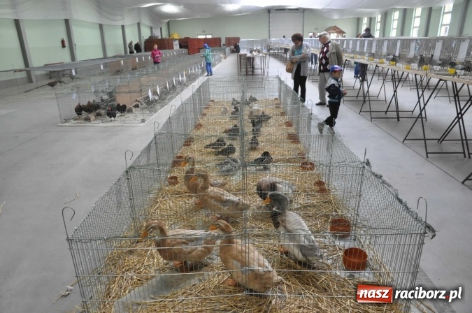 Zdjęcie w galerii na portalu naszraciborz.pl: Pietrowice Wielkie zapraszają na wystawę drobnego inwentarza wiadomości z regionu