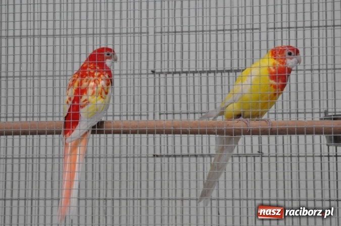 Zdjęcie w galerii na portalu naszraciborz.pl: Pietrowice Wielkie zapraszają na wystawę drobnego inwentarza wiadomości z regionu