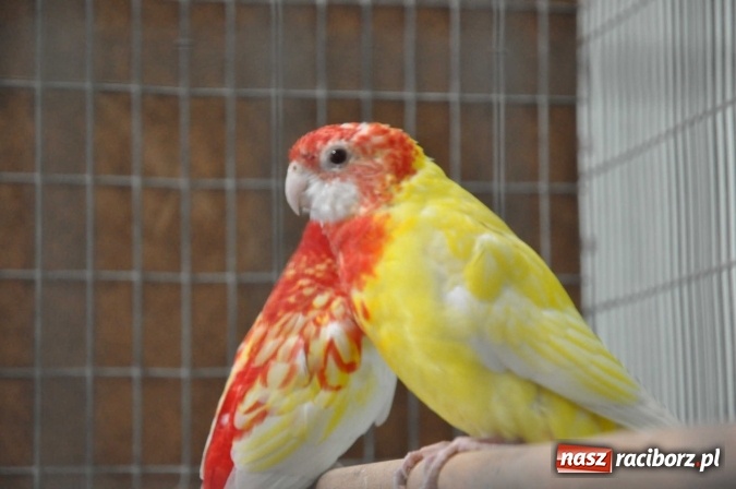 Zdjęcie w galerii na portalu naszraciborz.pl: Pietrowice Wielkie zapraszają na wystawę drobnego inwentarza wiadomości z regionu