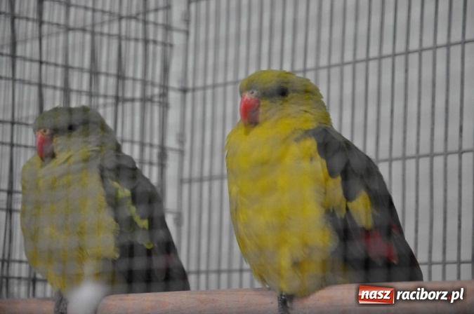 Zdjęcie w galerii na portalu naszraciborz.pl: Pietrowice Wielkie zapraszają na wystawę drobnego inwentarza wiadomości z regionu