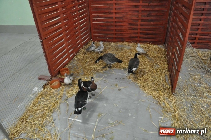 Zdjęcie w galerii na portalu naszraciborz.pl: Pietrowice Wielkie zapraszają na wystawę drobnego inwentarza wiadomości z regionu