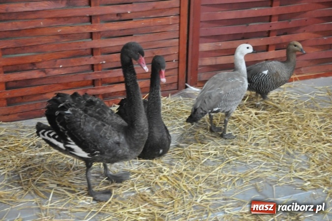 Zdjęcie w galerii na portalu naszraciborz.pl: Pietrowice Wielkie zapraszają na wystawę drobnego inwentarza wiadomości z regionu