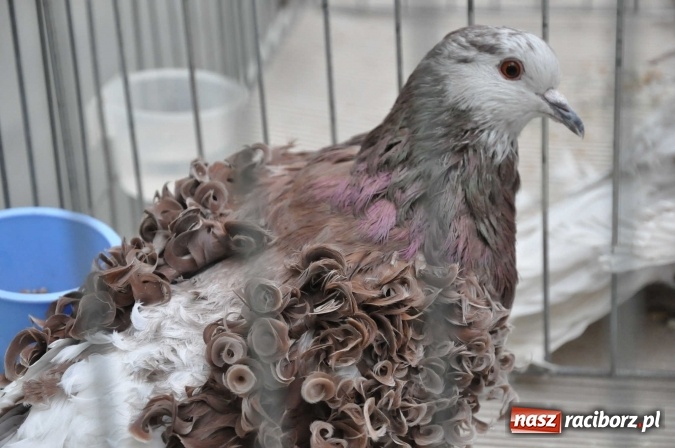 Zdjęcie w galerii na portalu naszraciborz.pl: Pietrowice Wielkie zapraszają na wystawę drobnego inwentarza wiadomości z regionu