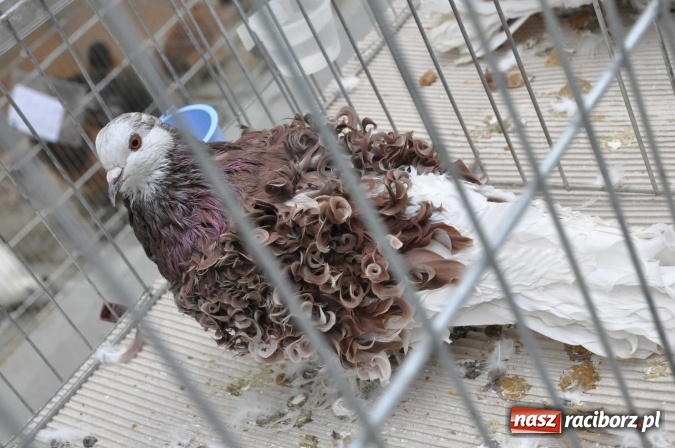 Zdjęcie w galerii na portalu naszraciborz.pl: Pietrowice Wielkie zapraszają na wystawę drobnego inwentarza wiadomości z regionu