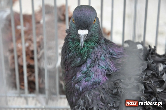 Zdjęcie w galerii na portalu naszraciborz.pl: Pietrowice Wielkie zapraszają na wystawę drobnego inwentarza wiadomości z regionu