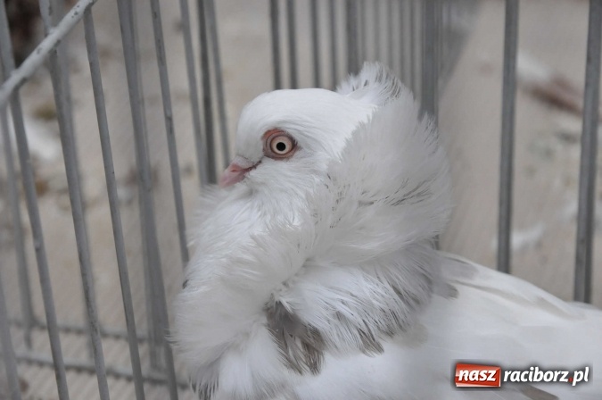 Zdjęcie w galerii na portalu naszraciborz.pl: Pietrowice Wielkie zapraszają na wystawę drobnego inwentarza wiadomości z regionu