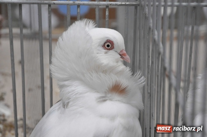 Zdjęcie w galerii na portalu naszraciborz.pl: Pietrowice Wielkie zapraszają na wystawę drobnego inwentarza wiadomości z regionu