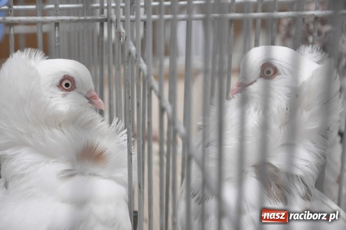 Zdjęcie w galerii na portalu naszraciborz.pl: Pietrowice Wielkie zapraszają na wystawę drobnego inwentarza wiadomości z regionu