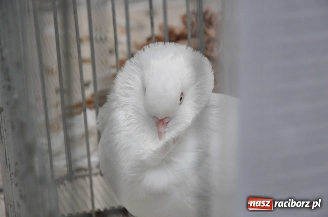 Zdjęcie w galerii na portalu naszraciborz.pl: Pietrowice Wielkie zapraszają na wystawę drobnego inwentarza wiadomości z regionu