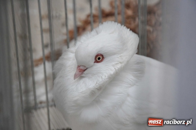 Zdjęcie w galerii na portalu naszraciborz.pl: Pietrowice Wielkie zapraszają na wystawę drobnego inwentarza wiadomości z regionu