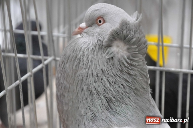 Zdjęcie w galerii na portalu naszraciborz.pl: Pietrowice Wielkie zapraszają na wystawę drobnego inwentarza wiadomości z regionu