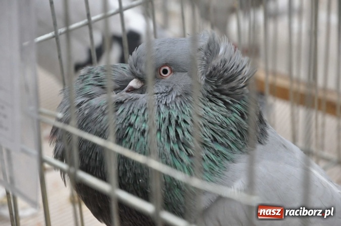 Zdjęcie w galerii na portalu naszraciborz.pl: Pietrowice Wielkie zapraszają na wystawę drobnego inwentarza wiadomości z regionu