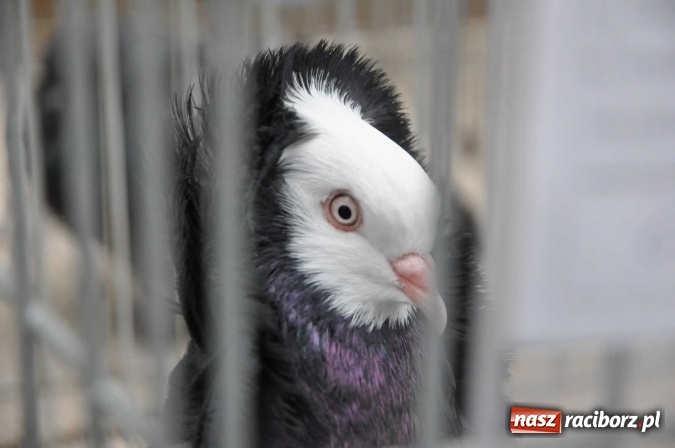 Zdjęcie w galerii na portalu naszraciborz.pl: Pietrowice Wielkie zapraszają na wystawę drobnego inwentarza wiadomości z regionu