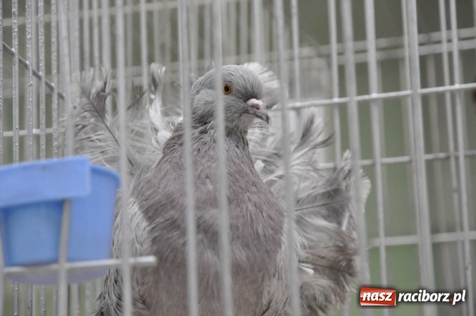 Zdjęcie w galerii na portalu naszraciborz.pl: Pietrowice Wielkie zapraszają na wystawę drobnego inwentarza wiadomości z regionu