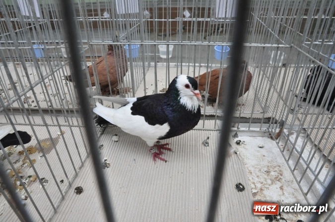 Zdjęcie w galerii na portalu naszraciborz.pl: Pietrowice Wielkie zapraszają na wystawę drobnego inwentarza wiadomości z regionu