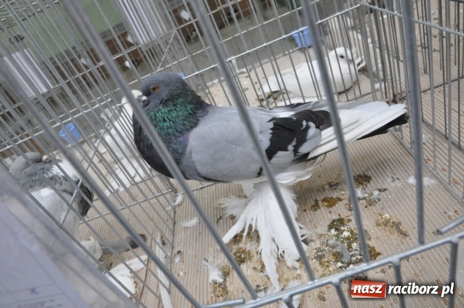 Zdjęcie w galerii na portalu naszraciborz.pl: Pietrowice Wielkie zapraszają na wystawę drobnego inwentarza wiadomości z regionu