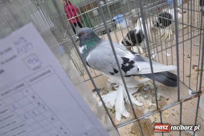 Zdjęcie w galerii na portalu naszraciborz.pl: Pietrowice Wielkie zapraszają na wystawę drobnego inwentarza wiadomości z regionu