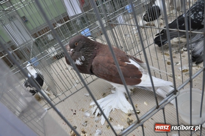 Zdjęcie w galerii na portalu naszraciborz.pl: Pietrowice Wielkie zapraszają na wystawę drobnego inwentarza wiadomości z regionu