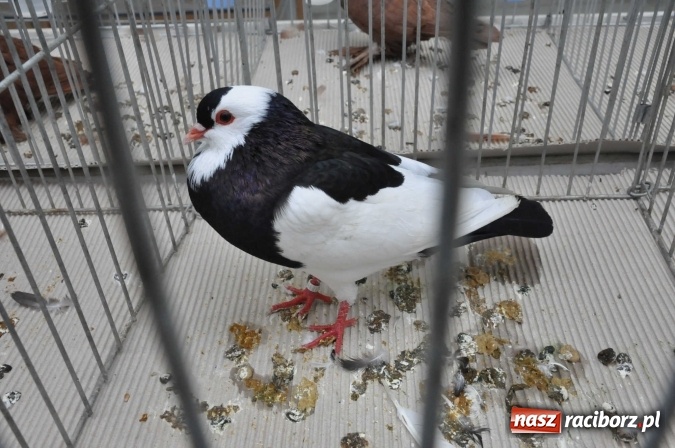 Zdjęcie w galerii na portalu naszraciborz.pl: Pietrowice Wielkie zapraszają na wystawę drobnego inwentarza wiadomości z regionu