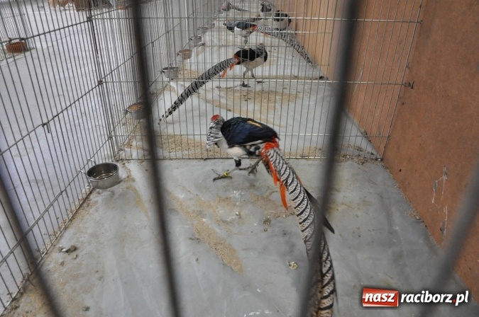 Zdjęcie w galerii na portalu naszraciborz.pl: Pietrowice Wielkie zapraszają na wystawę drobnego inwentarza wiadomości z regionu