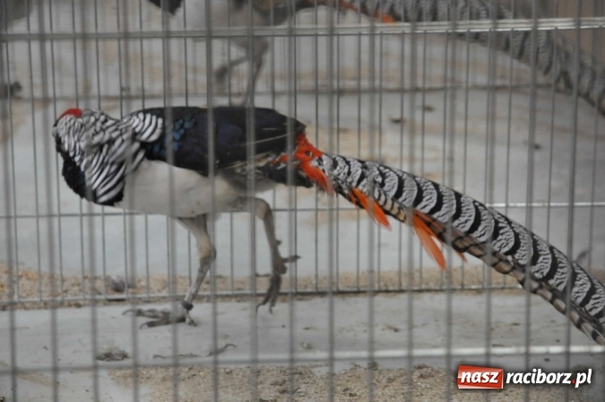 Zdjęcie w galerii na portalu naszraciborz.pl: Pietrowice Wielkie zapraszają na wystawę drobnego inwentarza wiadomości z regionu