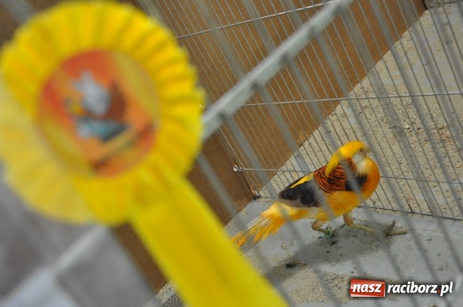 Zdjęcie w galerii na portalu naszraciborz.pl: Pietrowice Wielkie zapraszają na wystawę drobnego inwentarza wiadomości z regionu