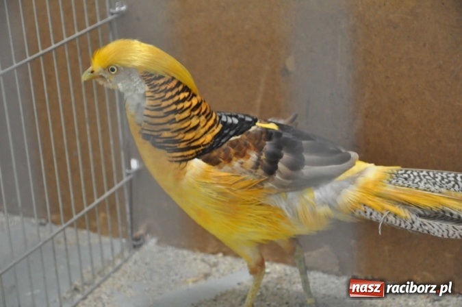 Zdjęcie w galerii na portalu naszraciborz.pl: Pietrowice Wielkie zapraszają na wystawę drobnego inwentarza wiadomości z regionu